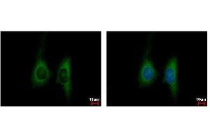 ICC/IF Image KIR2DL4 antibody detects KIR2DL4 protein at cytoplasm by immunofluorescent analysis. (KIR2DL4/CD158d 抗体  (Center))