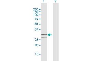 Western Blot analysis of ENDOG expression in transfected 293T cell line by ENDOG MaxPab polyclonal antibody.