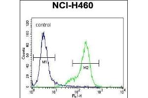 UCHL1 Antibody (C-term) (ABIN1882188 and ABIN2839165) flow cytometric analysis of NCI- cells (right histogram) compared to a negative control cell (left histogram). (UCHL1 抗体  (C-Term))