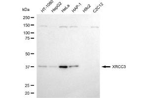 Western blotting analysis using XRCC3 antibody (ABIN7800876).