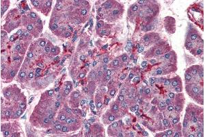 Immunohistochemistry (IHC) image for anti-Platelet-Activating Factor Acetylhydrolase 1b, Regulatory Subunit 1 (45kDa) (PAFAH1B1) (C-Term) antibody (ABIN184751)