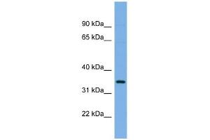 PLSCR1 antibody used at 1 ug/ml to detect target protein. (PLSCR1 抗体  (N-Term))