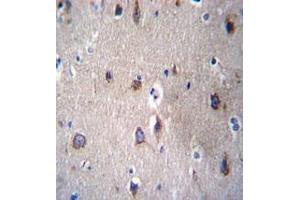 Immunohistochemistry analysis in human brain tissue (formalin-fixed, paraffin-embedded) using PCDHB14  Antibody  (N-term), followed by peroxidase conjugation of the secondary antibody and DAB staining. (PCDHB14 抗体  (N-Term))