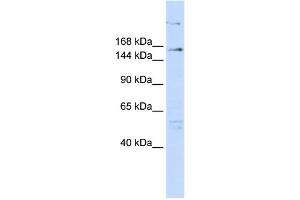 WB Suggested Anti-RERE Antibody Titration:  0. (RERE 抗体  (N-Term))