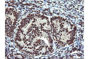 Image no. 2 for anti-O-Sialoglycoprotein Endopeptidase (OSGEP) (AA 1-335) antibody (ABIN1490751) (OSGEP 抗体  (AA 1-335))