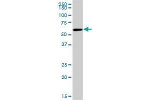 COASY MaxPab polyclonal antibody. (COASY 抗体  (AA 1-269))