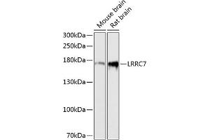 Western blot analysis of extracts of various cell lines, using LRRC7 antibody (ABIN6128203, ABIN6143347, ABIN6143348 and ABIN6216986) at 1:3000 dilution. (LRRC7 抗体  (AA 730-890))