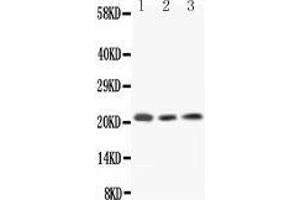 Western Blotting (WB) image for anti-Interleukin 18 (IL18) (AA 37-194) antibody (ABIN3042518) (IL-18 抗体  (AA 37-194))