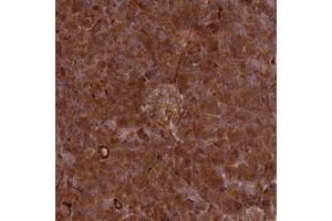 Immunohistochemical staining of human pancreas with SPATS2 polyclonal antibody  shows strong cytoplasmic positivity in exocrine glandular cells and islet cells at 1:20-1:50 dilution. (SPATS2 抗体)