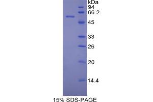 SDS-PAGE analysis of Mouse PDI Protein. (P4HB 蛋白)