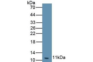 Detection of Recombinant GROg, Equine using Polyclonal Antibody to Chemokine (C-X-C Motif) Ligand 3 (CXCL3) (CXCL3 抗体  (AA 41-113))
