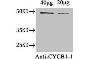 Western Blot Positive WB detected in: Arabidopsis thaliana (40 μg, 20 μg) All lanes: CYCB1-1 antibody at 1. (CYCB1-1 (AA 1-428) 抗体)