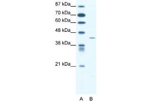 WB Suggested Anti-SSTR4 Antibody Titration: 1. (SSTR4 抗体  (Middle Region))