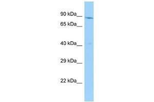 Host: Rabbit Target Name: NADSYN1 Sample Type: HepG2 Whole Cell lysates Antibody Dilution: 1. (NADSYN1 抗体  (C-Term))