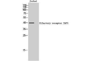 Western Blotting (WB) image for anti-Olfactory Receptor, Family 2, Subfamily AP, Member 1 (OR2AP1) (C-Term) antibody (ABIN3186051) (OR2AP1 抗体  (C-Term))