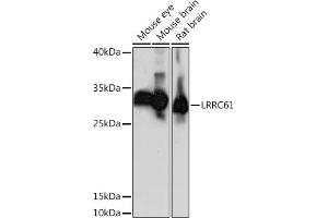 Western blot analysis of extracts of various cell lines, using LRRC61 Rabbit pAb (ABIN7268223) at 1:1000 dilution. (LRRC61 抗体  (AA 1-259))