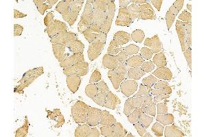 ABIN7095079 and ABIN7099135 at 1/100 staining rat muscle tissue by IHC-P. (KRIT1 抗体)