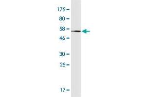 Western Blot detection against Immunogen (54. (ING4 抗体  (AA 1-249))