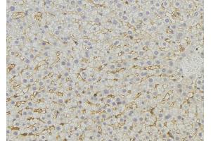 ABIN6274743 at 1/100 staining Mouse liver tissue by IHC-P. (MRPL46 抗体  (C-Term))
