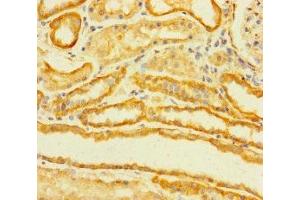 Immunohistochemistry of paraffin-embedded human kidney tissue using ABIN7173039 at dilution of 1:100 (TMEM120B 抗体  (AA 1-101))