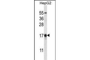 G8b(M1LC3B) Antibody (T29) 12484a western blot analysis in HepG2 cell line lysates (35 μg/lane). (APG8b (AA 9-33), (N-Term) 抗体)