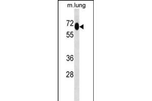 MEPCE Antibody (Center) (ABIN657029 and ABIN2846203) western blot analysis in mouse lung tissue lysates (35 μg/lane). (MEPCE 抗体  (AA 239-267))