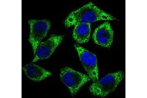 Immunofluorescence analysis of HepG2 cells using GUCY1A3 mouse mAb (green). (GUCY1A1 抗体  (AA 22-214))