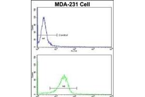 Flow cytometric analysis of MDA-231 cells using DLG Antibody (N-term)(bottom histogram) compared to a negative control cell (top histogram). (DLGAP1 抗体  (N-Term))