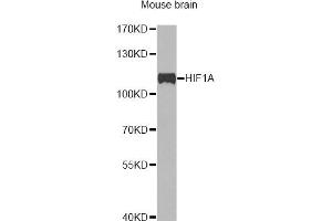 Western blot analysis of extracts of mouse brain, using HIF1A antibody (ABIN2736893) at 1:1000 dilution. (HIF1A 抗体)
