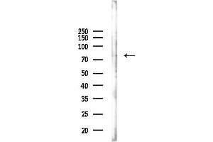 Western blot analysis of lysates from Mouse lung, using ITG/C Antibody at 1/1000 dilution.