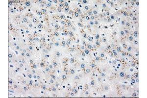 Image no. 2 for anti-Polo-Like Kinase 1 (PLK1) antibody (ABIN1500280) (PLK1 抗体)