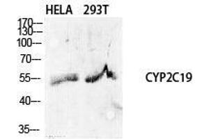 Western Blot (WB) analysis of specific cells using CYP2C19 Polyclonal Antibody. (CYP2C19 抗体  (Internal Region))