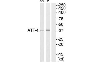 Western blot analysis of extracts from A549 cells and Jurkat cells, using ATF-4 (Ab-219) Antibody. (ATF4 抗体  (C-Term))