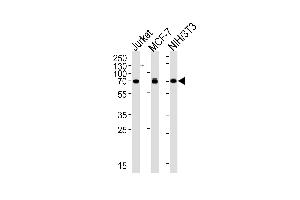 RPS6KB2 Antibody (ABIN659036 and ABIN2838051) western blot analysis in Jurkat, MCF-7, mouse NIH/3T3 cell lysates (35 μg/lane). (RPS6KB2 抗体)