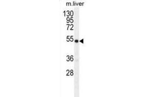 Western Blotting (WB) image for anti-Growth Differentiation Factor 6 (GDF6) antibody (ABIN2996308) (GDF6 抗体)