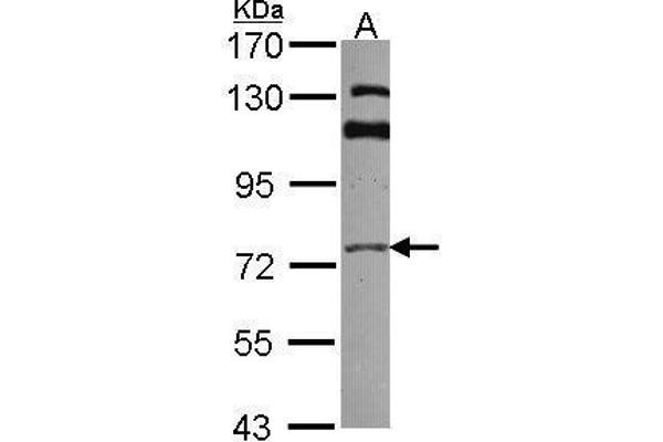 GGA3 anticorps  (C-Term)