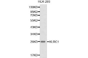 Western blot analysis of HEK-293 cell lysate using KLRC1 antibody. (KLRC1 抗体  (AA 96-215))