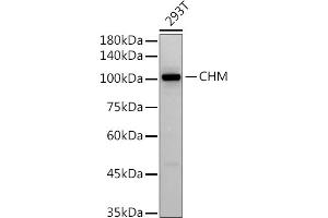 Western blot analysis of extracts of 293T cells, using (ABIN7266354) at 1:500 dilution. (CHM 抗体)
