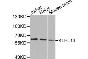 Western blot analysis of extracts of various cells, using KLHL13 antibody. (KLHL13 抗体)