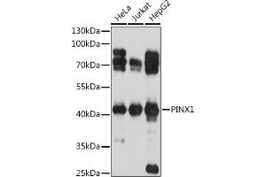 Western blot analysis of extracts of various cell lines, using PINX1 antibody (ABIN7269377) at 1:1000 dilution. (PINX1 抗体  (AA 127-328))