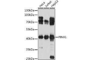 Western blot analysis of extracts of various cell lines, using PINX1 antibody (ABIN7269377) at 1:1000 dilution.