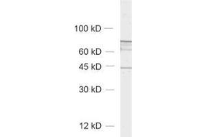 Western Blotting (WB) image for anti-ELK3, ETS-Domain Protein (SRF Accessory Protein 2) (ELK3) (AA 189-204) antibody (ABIN1742519) (ELK3 抗体  (AA 189-204))