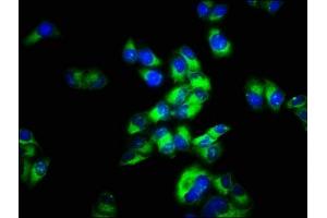 Immunofluorescence staining of Hela cells with ABIN7159205 at 1:66, counter-stained with DAPI. (MCHR2 抗体  (AA 1-39))