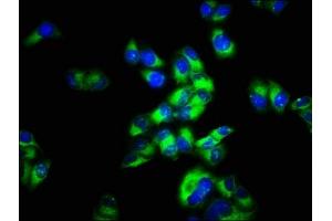 Immunofluorescence staining of Hela cells with ABIN7159205 at 1:66, counter-stained with DAPI.