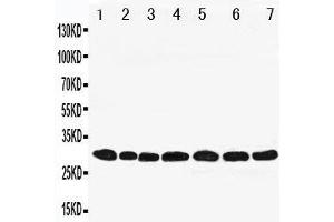 Western Blotting (WB) image for anti-Peroxiredoxin 4 (PRDX4) (AA 253-271), (C-Term) antibody (ABIN3043023) (Peroxiredoxin 4 抗体  (C-Term))