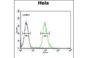 Flow cytometric analysis of Hela cells (right histogram) compared to a negative control cell (left histogram). (Claudin 7 抗体  (C-Term))