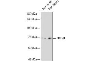 Western blot analysis of extracts of various cell lines, using FBLN1 Rabbit pAb (ABIN7267200) at 1:2000 dilution. (Fibulin 1 抗体  (AA 570-670))