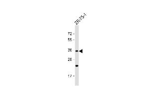Anti-OR2L8 Antibody (C-term) at 1:1000 dilution + ZR-75-1 whole cell lysate Lysates/proteins at 20 μg per lane. (OR2L8 抗体  (C-Term))