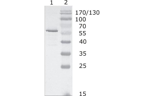 HIV-1 p24 抗体  (AA 48-62)