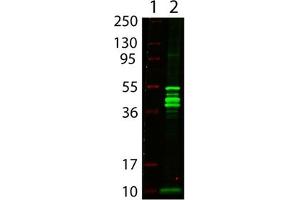 Image no. 1 for anti-MBP Tag antibody (ABIN401023) (MBP Tag 抗体)
